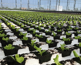 «Галіція Грінері» планує збудувати тепличний комплекс для вирощування огірків і помідорів